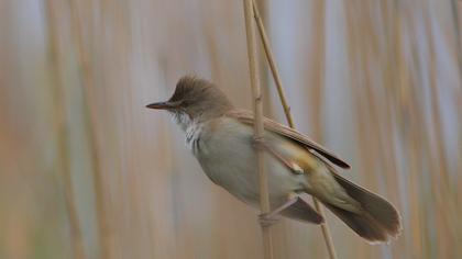 Büyük kamışçın