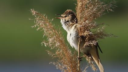 Büyük kamışçın
