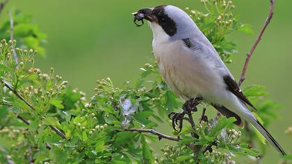Karaalınlı örümcekkuşu