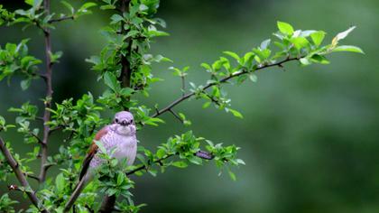 Kızılsırtlı örümcekkuşu