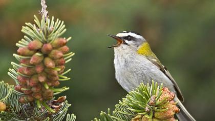 Sürmeli çalıkuşu