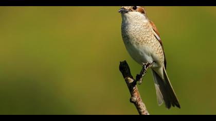 Kızılsırtlı örümcekkuşu » Red-backed Shrike » Lanius collurio