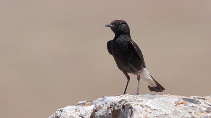 Karasırtlı kuyrukkakan