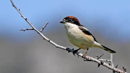 Kızılbaşlı örümcekkuşu