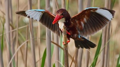 İzmir yalıçapkını