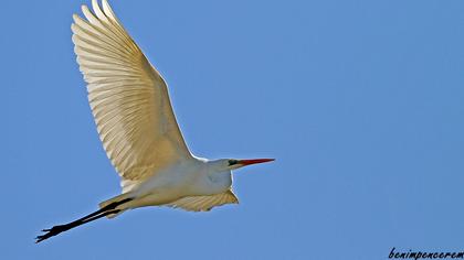 Büyük ak balıkçıl