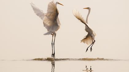 Büyük ak balıkçıl