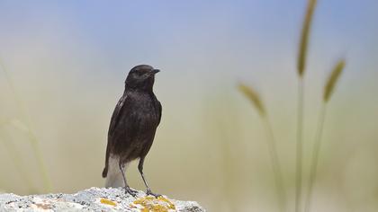 Karasırtlı kuyrukkakan