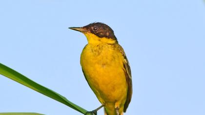 Sarı kuyruksallayan