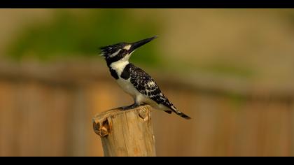 Alaca yalıçapkını