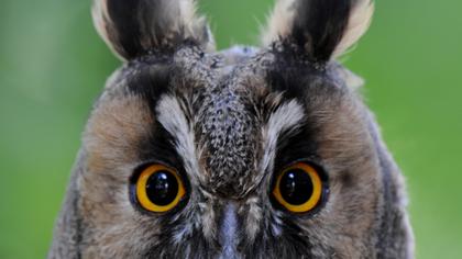 Kulaklı orman baykuşu