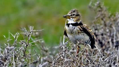 Küçük boğmaklı toygar