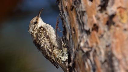 Bahçe tırmaşıkkuşu