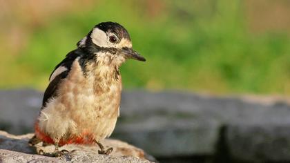 Orman alaca ağaçkakanı