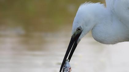 Küçük ak balıkçıl