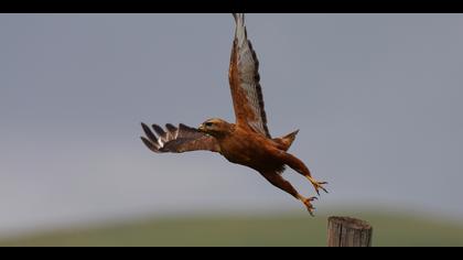 Kızıl şahin » Long-legged Buzzard » Buteo rufinus