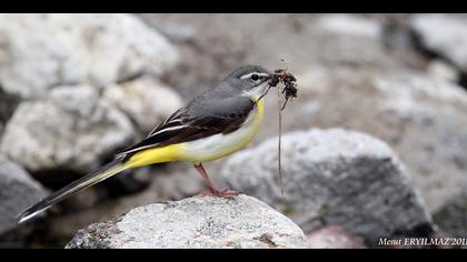 Dağ kuyruksallayanı » Grey Wagtail » Motacilla cinerea