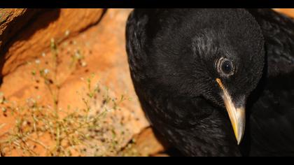 Sarıgagalı dağ kargası