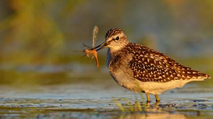 Orman düdükçünü