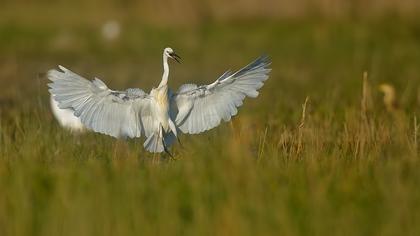 Küçük ak balıkçıl