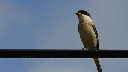 Karaalınlı örümcekkuşu