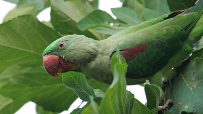 İskender papağanı