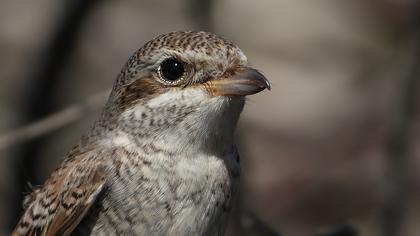 Kızılsırtlı örümcekkuşu