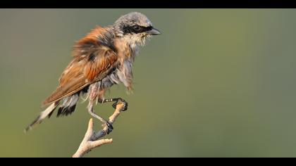 Kızılsırtlı örümcekkuşu