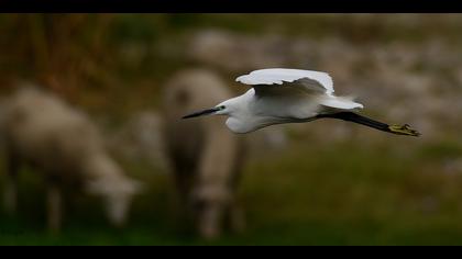 Küçük ak balıkçıl