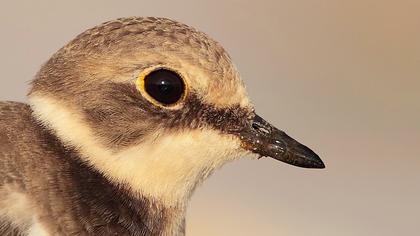 Halkalı küçük cılıbıt