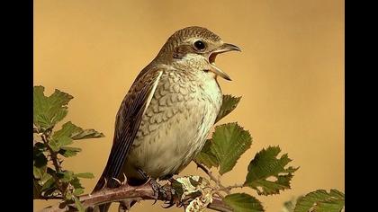 Kızılsırtlı örümcekkuşu