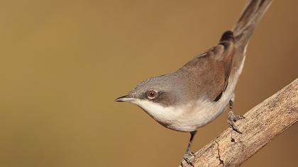 Küçük akgerdanlı ötleğen