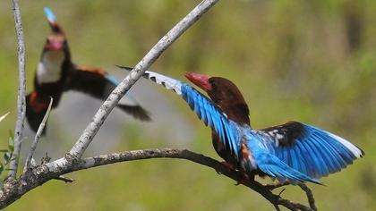 İzmir yalıçapkını