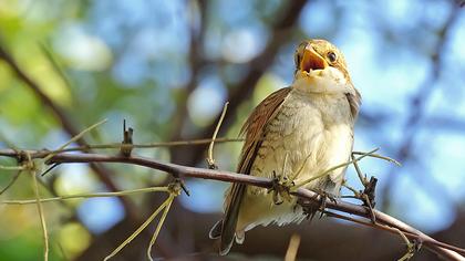 Kızılsırtlı örümcekkuşu