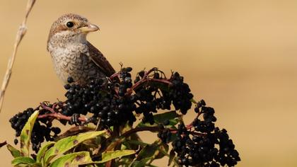 Kızılsırtlı örümcekkuşu