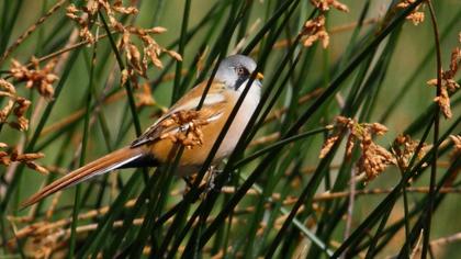 Bıyıklı baştankara