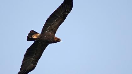 Küçük orman kartalı