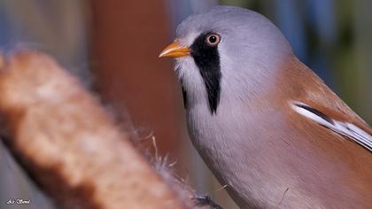 Bıyıklı baştankara