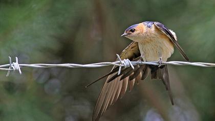 Kızıl kırlangıç