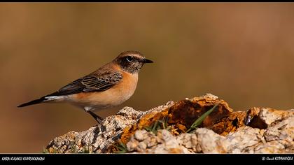 Karakulaklı kuyrukkakan
