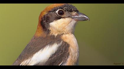 Kızılbaşlı örümcekkuşu