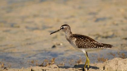 Orman düdükçünü