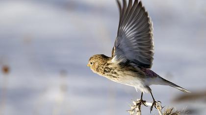 Sarıgagalı ketenkuşu