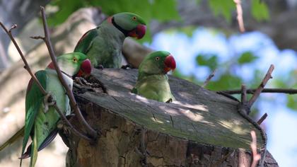 İskender papağanı