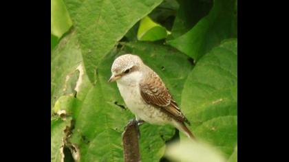 Kızılsırtlı örümcekkuşu