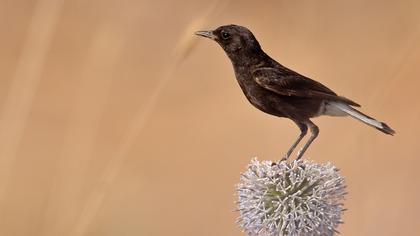 Karasırtlı kuyrukkakan
