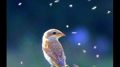 Kızılsırtlı örümcekkuşu