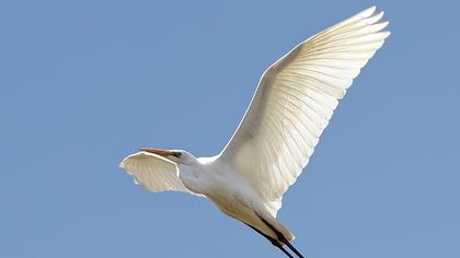 Büyük ak balıkçıl