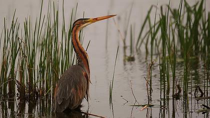 Erguvani balıkçıl