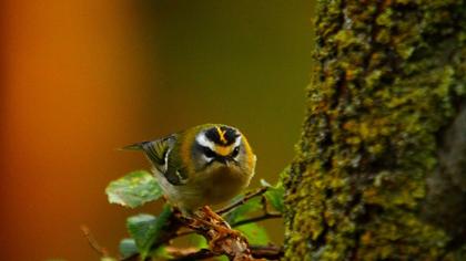 Sürmeli çalıkuşu